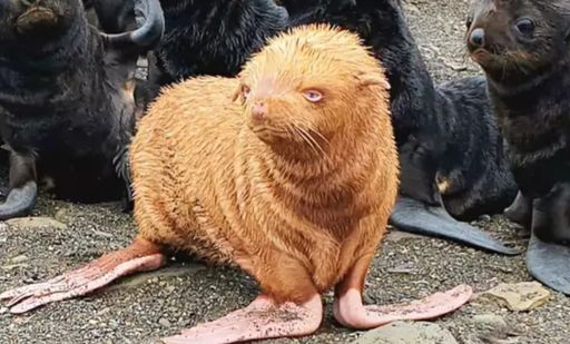 Nga: Phát hiện hải cẩu có màu lông bất thường, bị đồng loại xa lánh