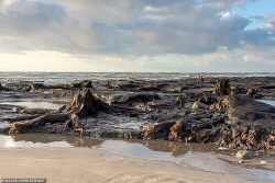 Cơn bão quét qua làm lộ khu rừng 4.500 năm tuổi bị chôn vùi dưới cát