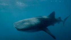 Cá mập voi - loài cá lớn nhất đại dương?