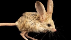 Jerboa: Sản phẩm kỳ lạ của mẹ thiên nhiên kết hợp từ chuột, thỏ, lợn và chuột túi