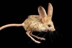 Jerboa: Sản phẩm kỳ lạ của mẹ thiên nhiên kết hợp từ chuột, thỏ, lợn và chuột túi