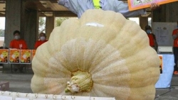 Bí quyết 2 lần giành giải nhất cuộc thi trồng bí ngô nặng nhất Nhật Bản