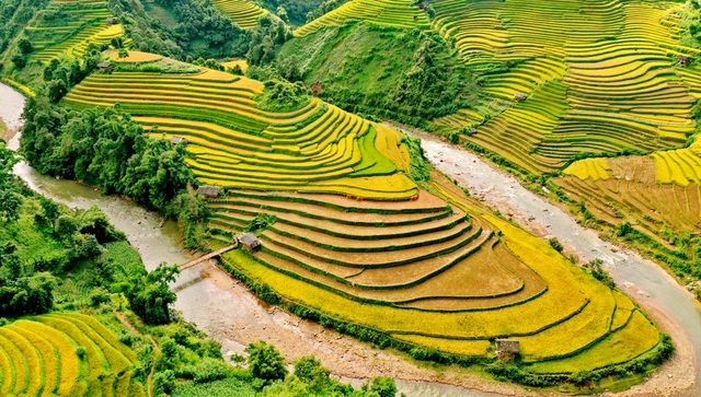 ngam nhin nhung dai lua vang o mu cang chai