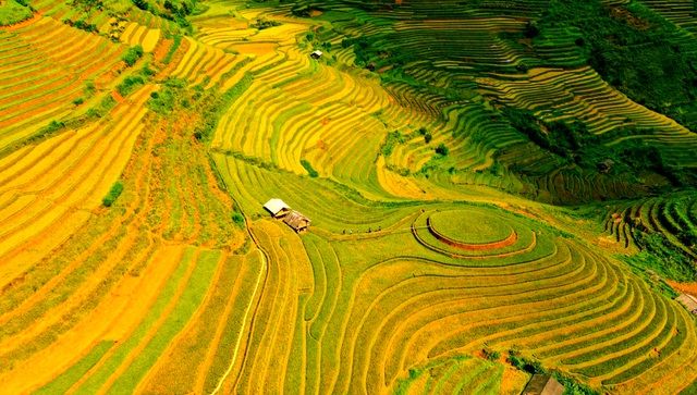 ngam nhin nhung dai lua vang o mu cang chai