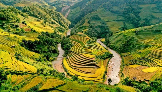 ngam nhin nhung dai lua vang o mu cang chai