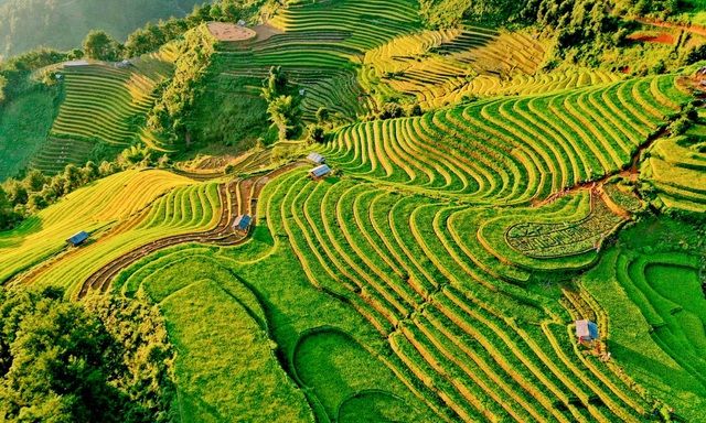 ngam nhin nhung dai lua vang o mu cang chai