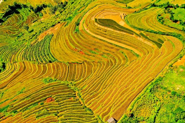 ngam nhin nhung dai lua vang o mu cang chai