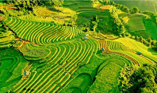 ngam nhin nhung dai lua vang o mu cang chai