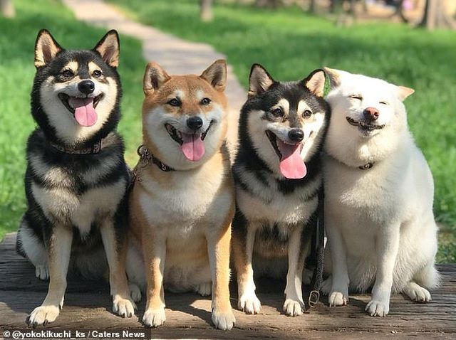 Bộ sưu tập ảnh chó đáng yêu này sẽ khiến bạn say mê. Những chú chó trong hình được chụp ở nhiều tư thế khác nhau và sẽ khiến bạn phải cười thích thú.