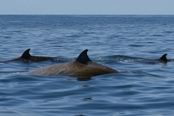 Cá voi mõm khoằm ghi kỷ lục lặn liên tục 3 giờ 42 phút