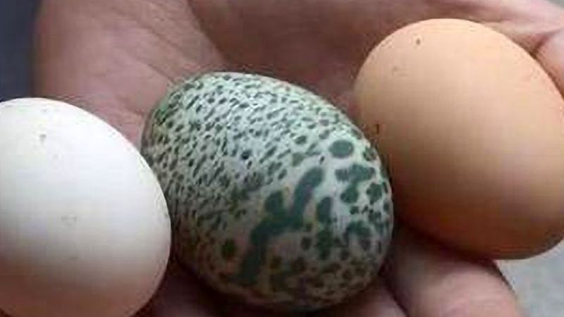 Trung Quốc: Gà đẻ trứng xanh