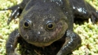 Chile: Phát hiện loài 'ếch ma' tưởng đã tuyệt chủng tại ốc đảo