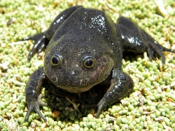 Chile: Phát hiện loài 'ếch ma' tưởng đã tuyệt chủng tại ốc đảo