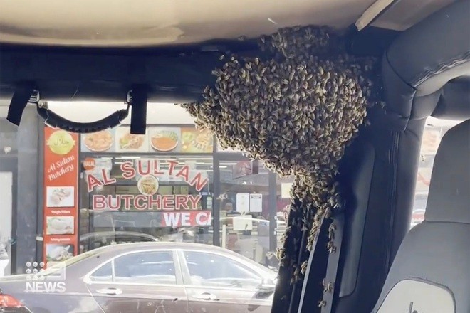 Australia: Đàn ong yêu thích, trú ngụ trong xe ô tô chỉ trong 10 phút