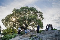 Hàn Quốc: Làng quê yên bình tấp nập khách đến thăm cây sếu cổ thụ 500 năm tuổi