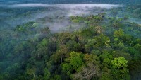 Nhiều khu vực của rừng Amazon có nguy cơ không thể phục hồi