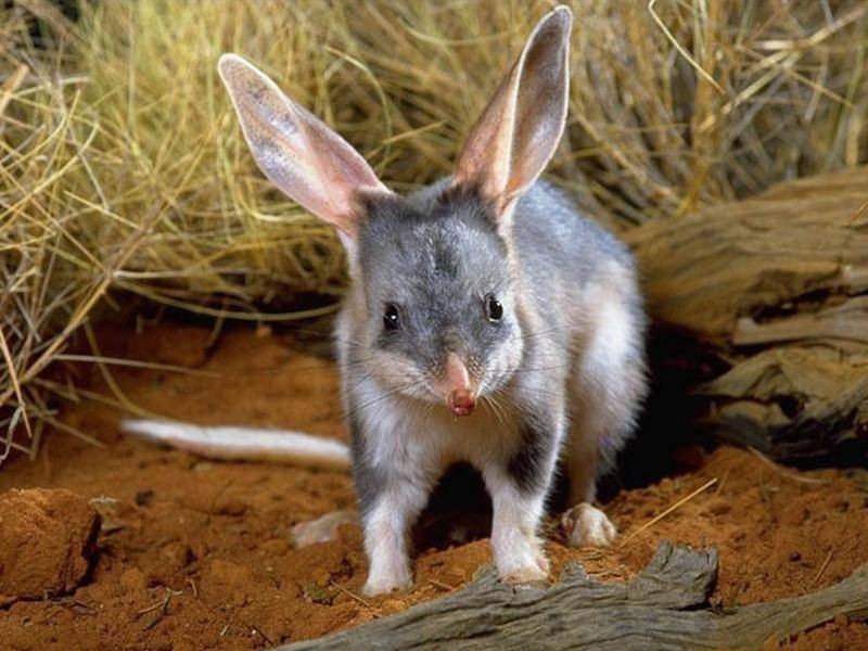 Australia mở rộng dự án tái thả động vật hoang dã về môi trường sống