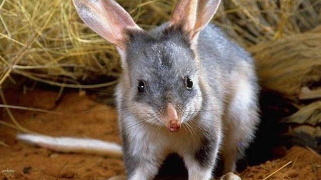 Australia tái thả động vật hoang dã trước nguy cơ tuyệt chủng về môi trường sống