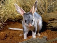 Australia tái thả động vật hoang dã trước nguy cơ tuyệt chủng về môi trường sống