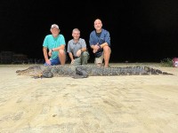 Mỹ: Bắt được cá sấu dài hơn 3m, tuổi đời khoảng 100 năm
