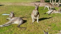 Thiệt mạng do bị kangaroo nuôi trong nhà tấn công