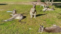 Thiệt mạng do bị kangaroo nuôi trong nhà tấn công