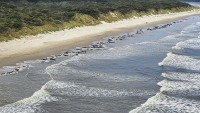 Australia: Chưa rõ nguyên nhân hàng trăm con cá voi hoa tiêu chết do mắc cạn