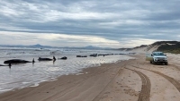 Australia nỗ lực giải cứu đàn cá voi hoa tiêu mắc cạn trên bãi biển