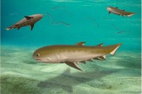 Hóa thạch cá cổ đại 440 triệu năm chứa thông tin quan trọng về loài người