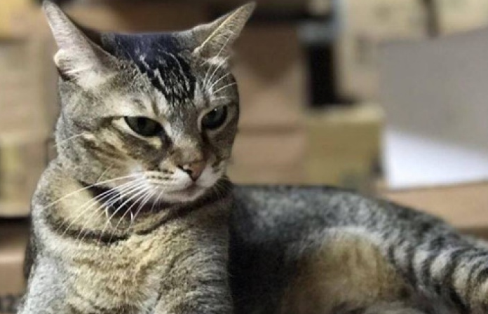 Hong Kong: Gần 70.000 người xin cứu 1 chú mèo