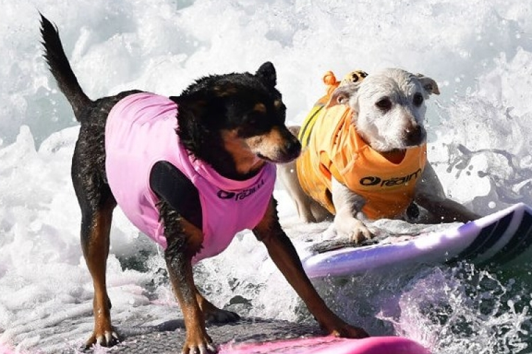 Những chú chó gây bão mạng với tài lướt sóng như “dân chơi”