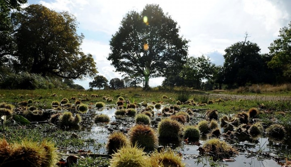 Những bức ảnh thiên nhiên hoang dã đẹp nhất tại Anh | Báo Gia Lai điện tử