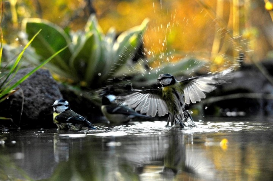 Cận cảnh những bức ảnh thiên nhiên hoang dã tuyệt đẹp - KhoaHoc.tv