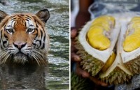 Nhu cầu cao về sầu riêng đe dọa loài hổ hiếm ở Malaysia