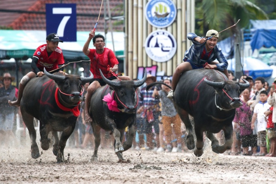 thai lan xem dua trau cuoi mua mua