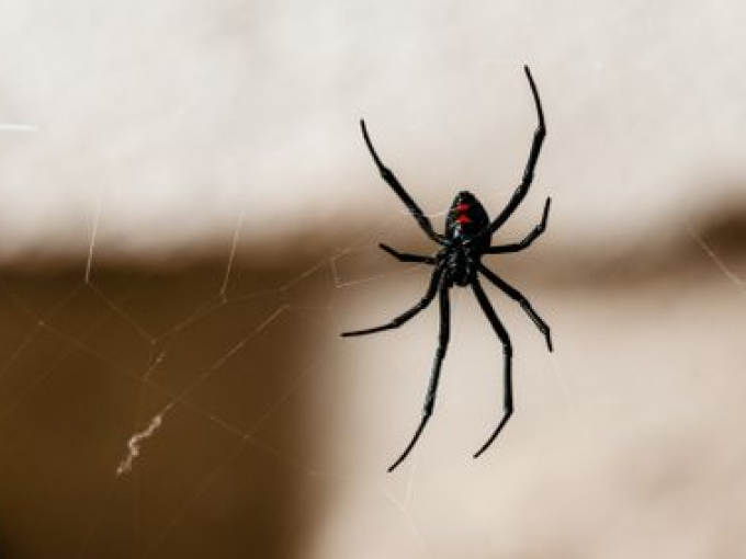 Mỹ: Đốt luôn nhà bố mẹ khi lấy khò lửa giết nhện