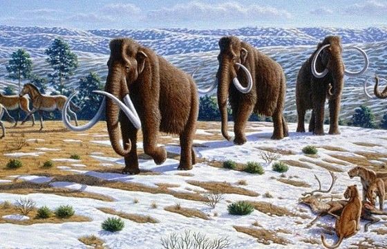 Tiết lộ mới: Cá thể voi ma mút cuối cùng chỉ chết cách đây 4.000 năm