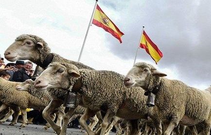 Du khách hiếu kỳ với màn 'diễu hành’ gia súc độc đáo tại thủ đô Tây Ban Nha