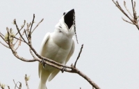Phát hiện mới: Loài chim có tiếng kêu lớn nhất thế giới, trên ngưỡng chịu đựng của con người
