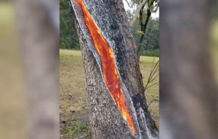Video thân cây rỗng, bốc cháy ngùn ngụt bên trong thu hút gần 20 triệu người xem