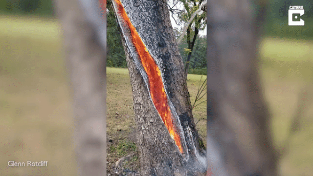 Video thân cây rỗng, bốc cháy ngùn ngụt bên trong thu hút gần 20 triệu người xem