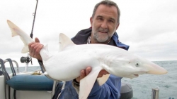 Ngư dân Anh bắt được cá mập bạch tạng quý hiếm
