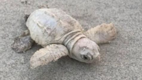Bất ngờ phát hiện rùa biển màu trắng kem siêu quý hiếm tại Mỹ