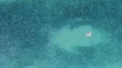 Khoảnh khắc nguy hiểm: 2 con cá mập áp sát đoàn người đang bơi