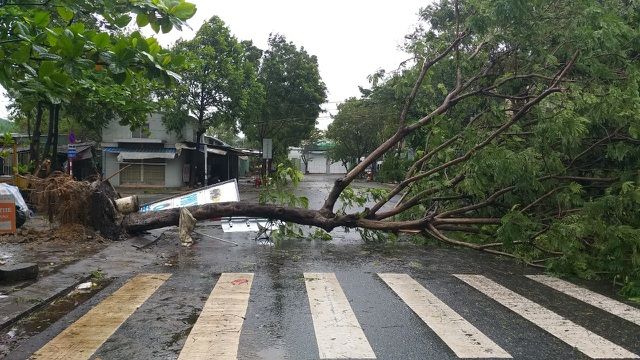 Hình ảnh Đà Nẵng-Phú Yên mưa to gió lớn, cây xanh gãy đổ khi bão số 9 chưa vào đất liền