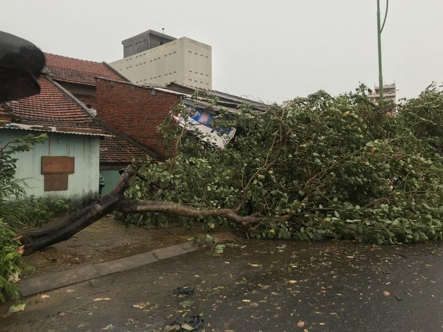 Hình ảnh Đà Nẵng-Phú Yên mưa to gió lớn, cây xanh gãy đổ khi bão số 9 chưa vào đất liền