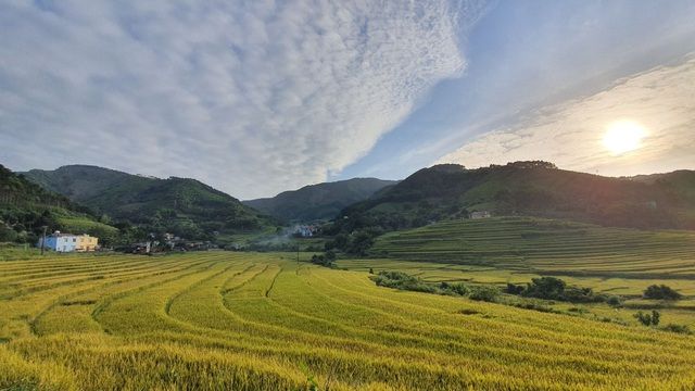 Về vùng cao Tiên Yên, Quảng Ninh ngắm ruộng bậc thang rực rỡ mùa lúa chín