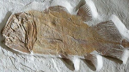 Hóa thạch cá 200 triệu năm tuổi có giá khởi điểm 1,5 tỷ đồng