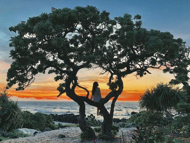 Bão số 9 quật gãy cây phong ba 'cô đơn' nổi tiếng ở đảo Lý Sơn