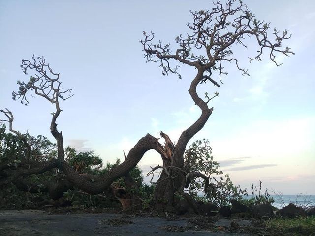 Bão số 9 quật gãy cây phong ba 'cô đơn' nổi tiếng ở đảo Lý Sơn
